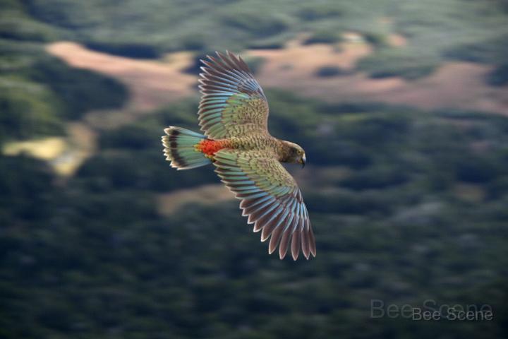 IMG_4496.JPG - Kea in flight over the Tablelands