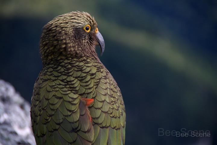 IMG_4507.JPG - NZ native kea