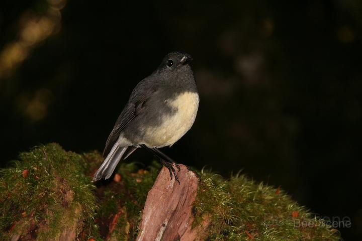 IMG_4558.JPG - NZ native robin