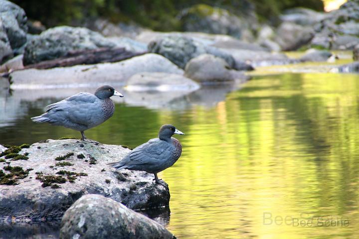 IMG_4584.JPG - NZ native blue ducks