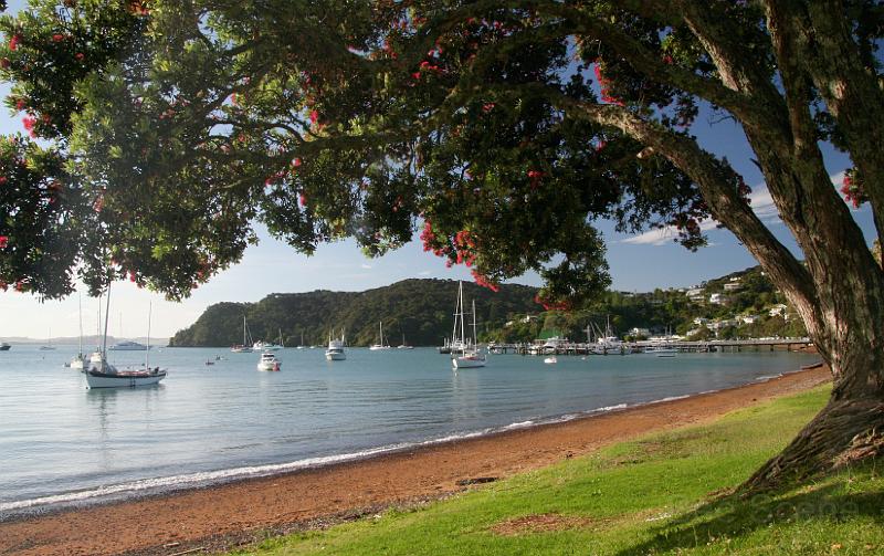 IMG_7548.JPG - Flowering pohutakawa, Russell - Bay of Islands