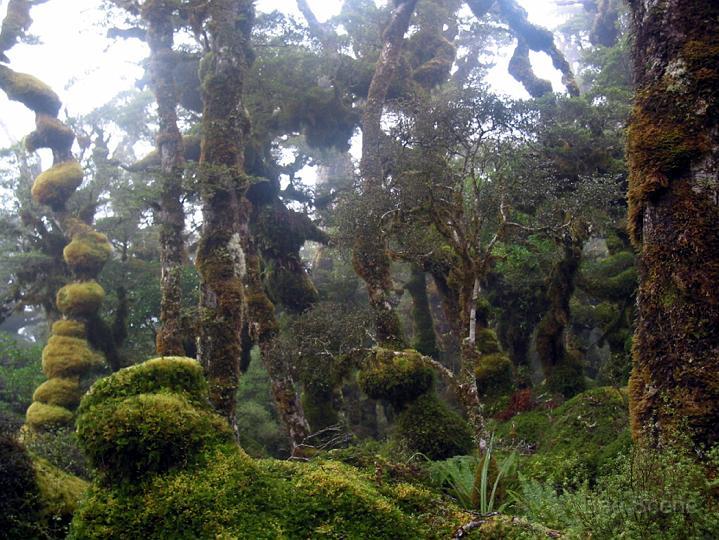 ruahine_ranges_01.jpg - Goblin Forest - Southern Otaki
