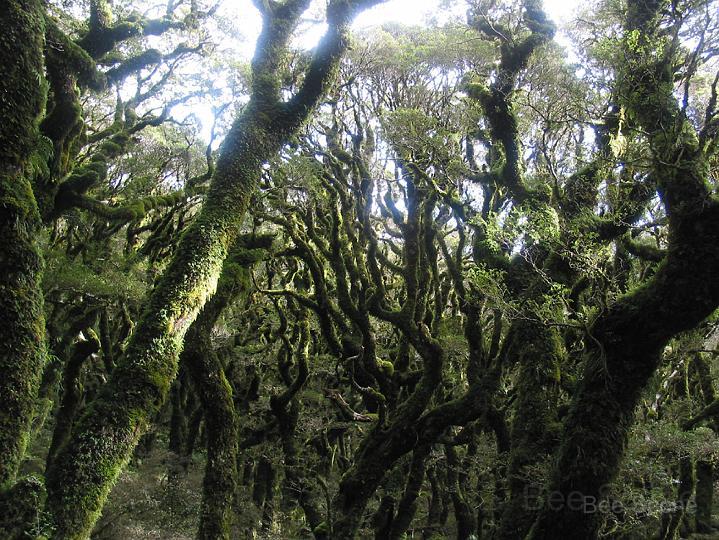 ruahine_ranges_02.jpg - Goblin Forest - Blue Range