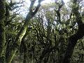 ruahine_ranges_02